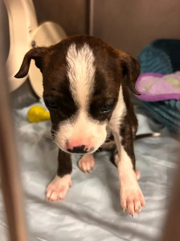 A baby medium-sized female Terrier dog named Bluebird for adoption in Cortland, NY