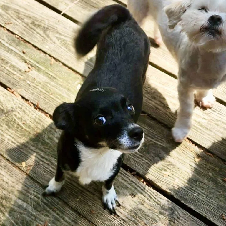 Nila