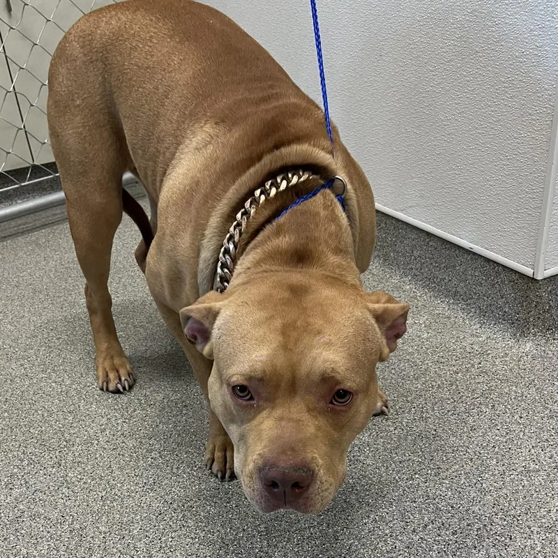 An adult large-sized female Yellow / Tan / Blond / Fawn Pit Bull Terrier dog named Pancake for adoption in Matteson, IL