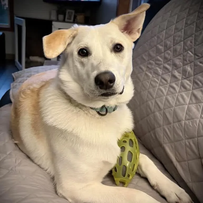 An adult medium-sized female Yellow Labrador Retriever dog named Georgie for adoption in Erie, PA