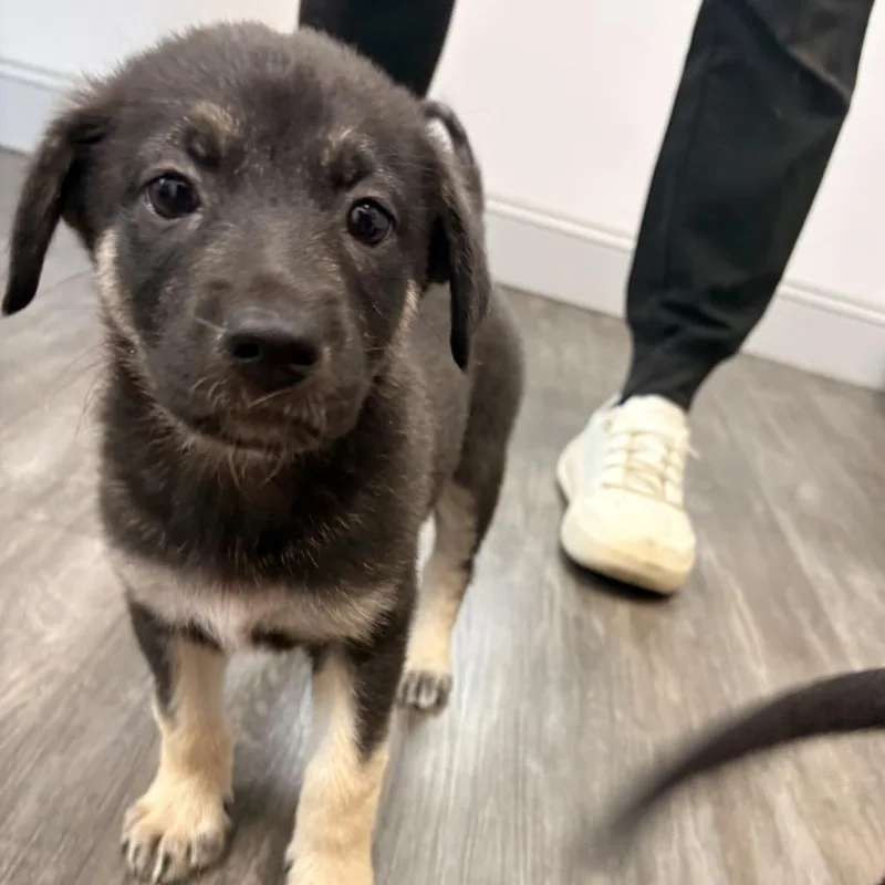 A baby small-sized female Yellow / Tan / Blond / Fawn German Shepherd Dog dog named Rosie for adoption in Aberdeen, NC
