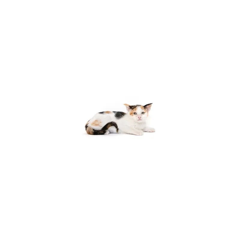 A baby small-sized female Calico Domestic Short Hair cat named Slippers for adoption in Playa Vista, CA