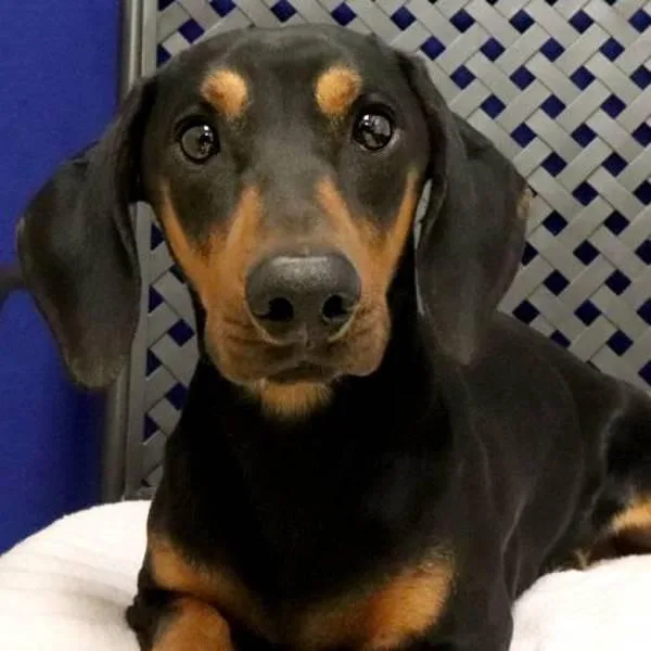 A young small-sized male Dachshund dog named Gordon for adoption in Fort Davis, TX