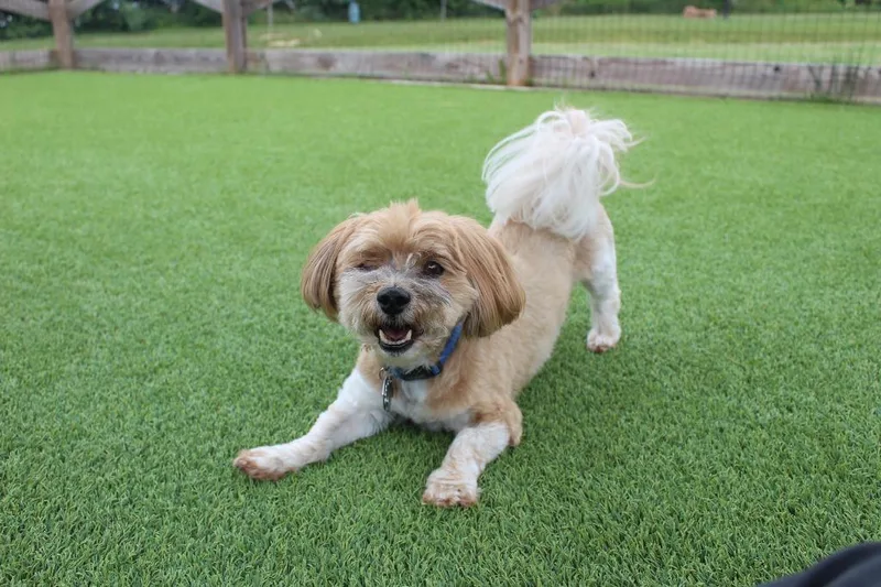 An adult small-sized male Yellow / Tan / Blond / Fawn Havanese dog named Avi for adoption in Chestertown, MD