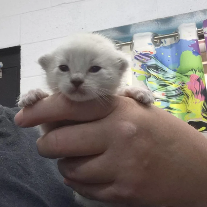 A baby small-sized female White Domestic Short Hair cat named Foo Foo for adoption in Ardmore, OK