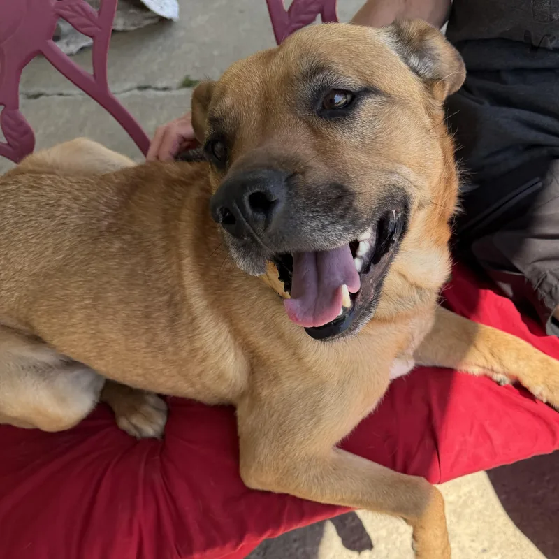 An adult medium-sized female Yellow / Tan / Blond / Fawn Labrador Retriever dog named River for adoption in Trenton, MO