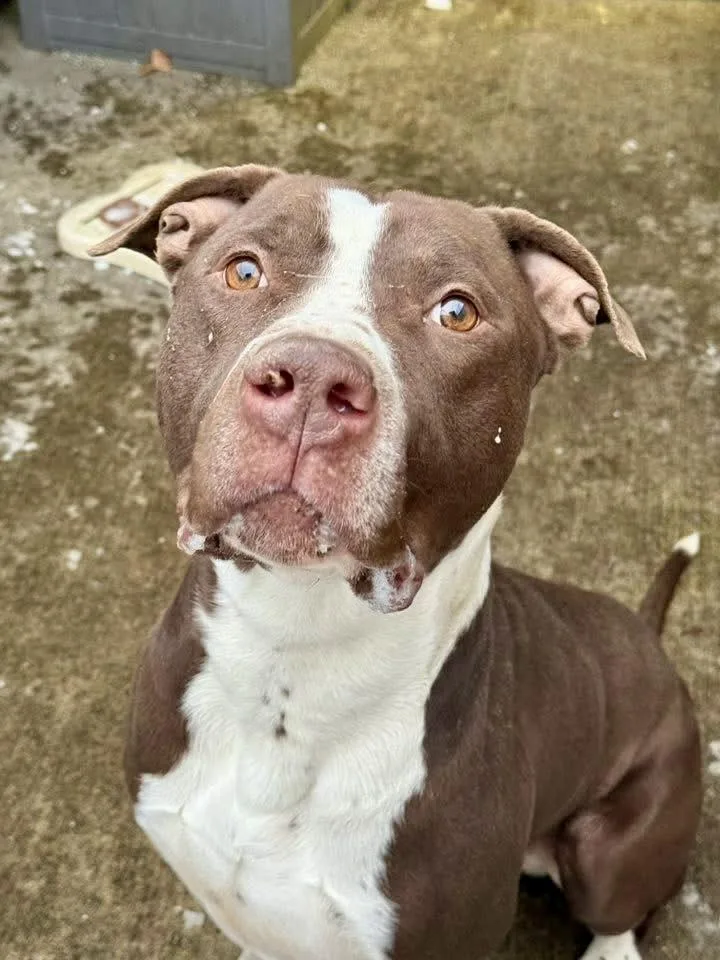 An adult medium-sized male Brown / Chocolate American Staffordshire Terrier dog named Rocket for adoption in Chicago, IL