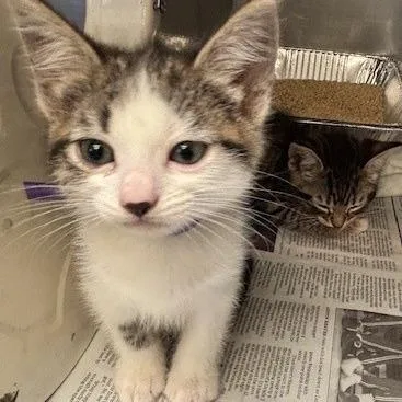 A baby small-sized female Brown / Chocolate Domestic Short Hair cat named Sky for adoption in Long Beach, CA
