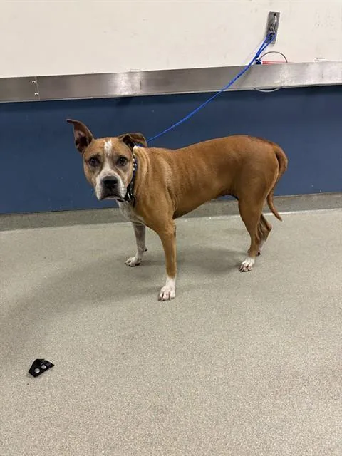 An adult medium-sized female Boxer dog named Bella for adoption in Miami, FL