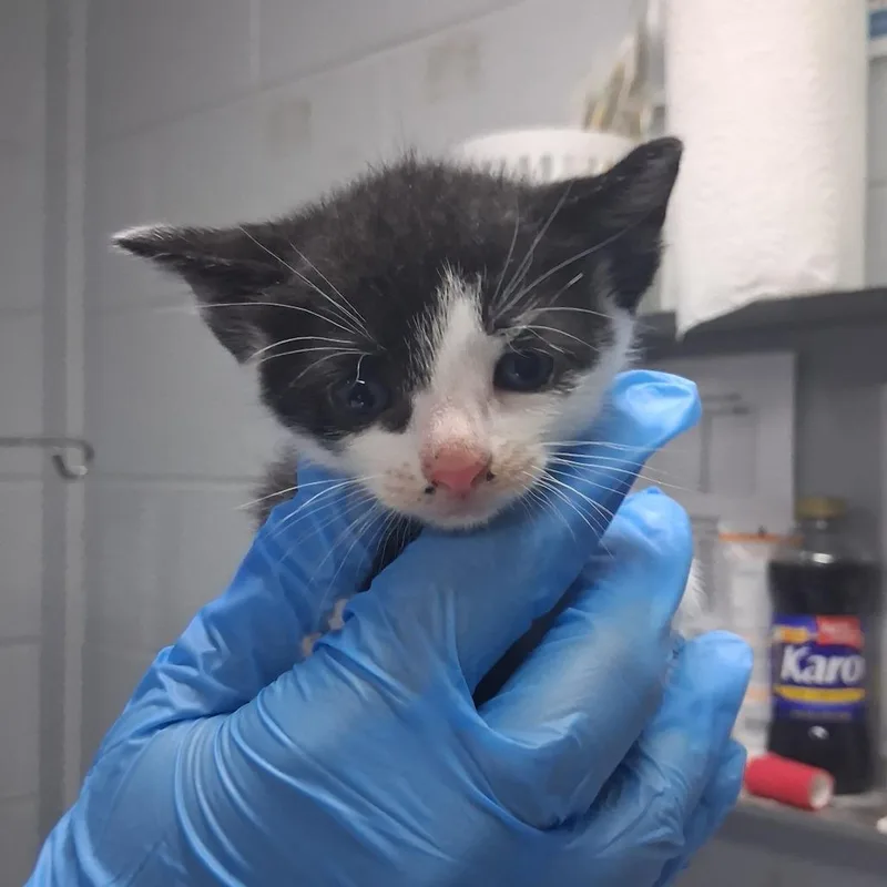 A baby small-sized female Black Domestic Short Hair cat named Lorelai @ Azalea Square for adoption in Summerville, SC