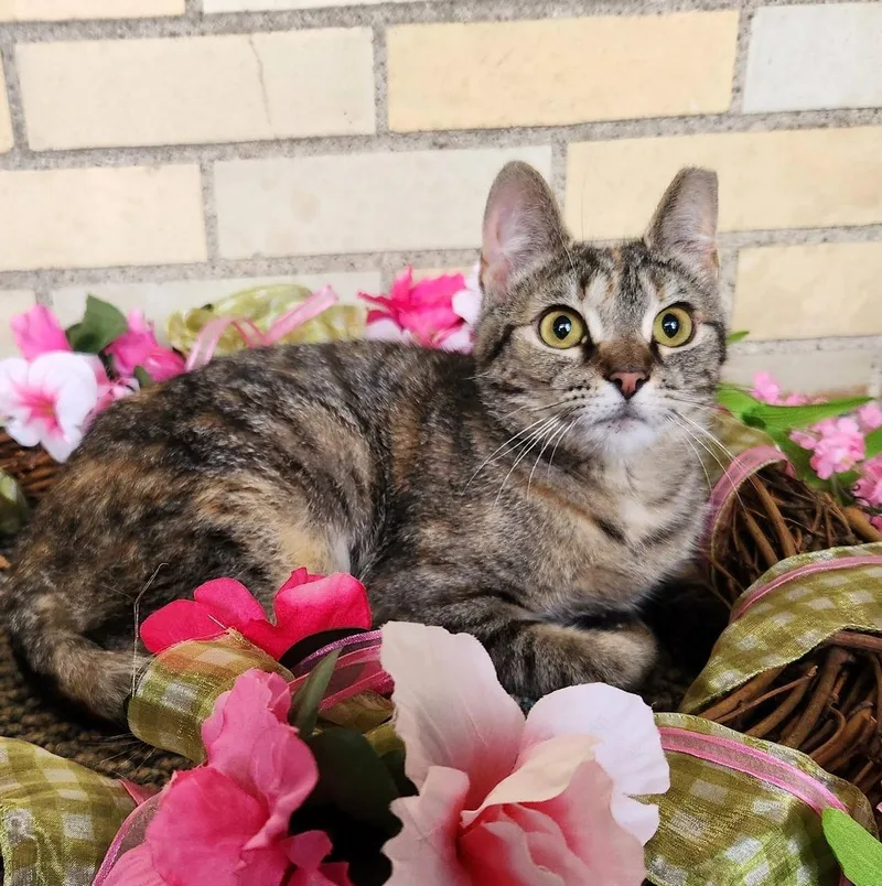 A baby small-sized female Torbie Domestic Short Hair cat named Sophie for adoption in Pittsburgh, PA