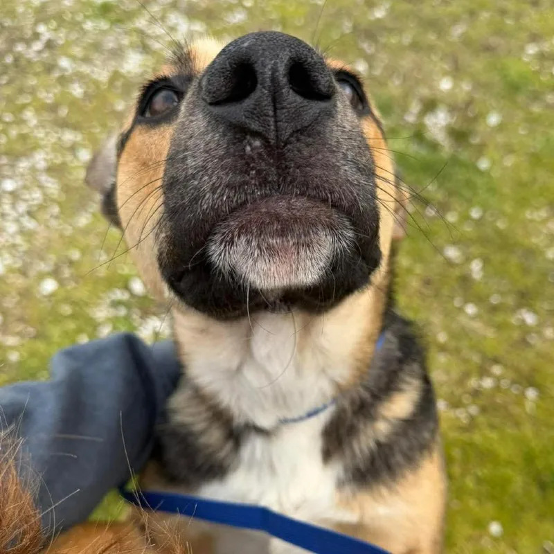 An adult medium-sized male German Shepherd Dog dog named Trucky for adoption in Corbin, KY
