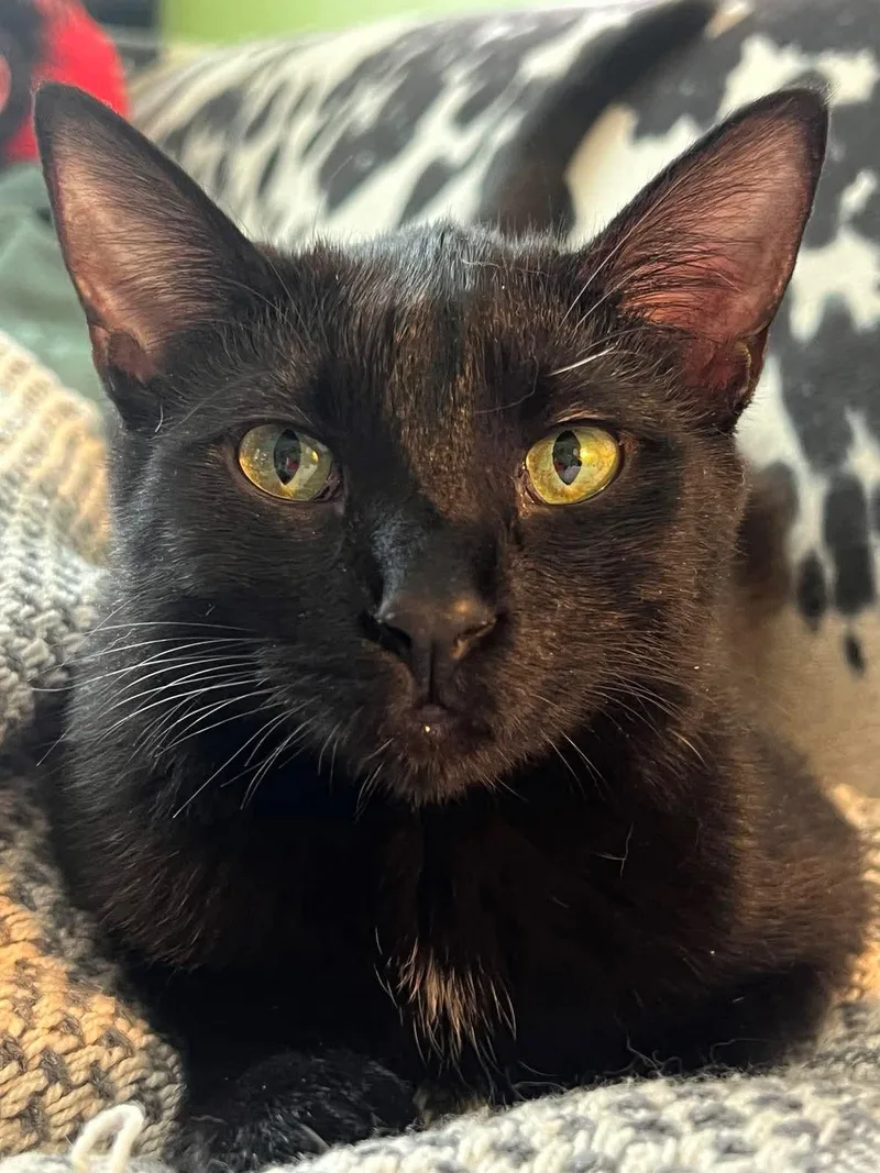 A young small-sized female Black Domestic Short Hair cat named Alewife for adoption in Milwaukee, WI