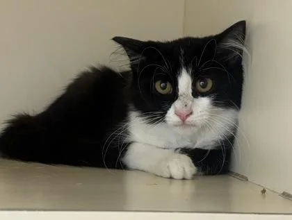 A baby small-sized female Domestic Medium Hair cat named Gruyere for adoption in Chamblee, GA