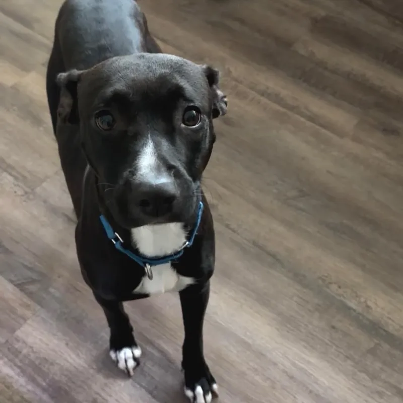 June Bug thumbnail 2