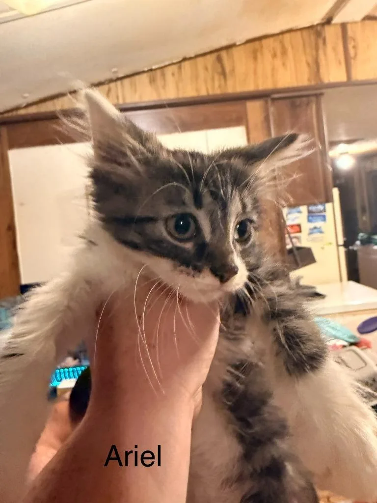 A baby medium-sized female Domestic Short Hair cat named Ariel for adoption in Johnson City, TN