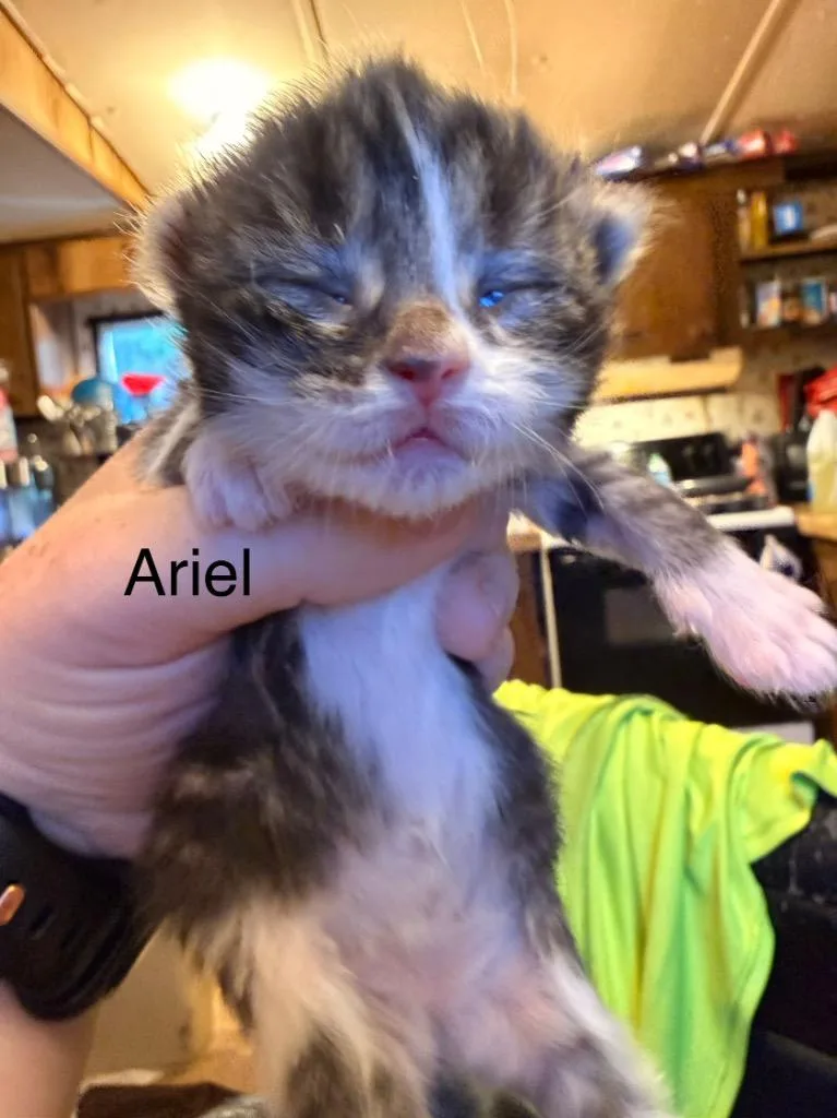 Ariel thumbnail 2