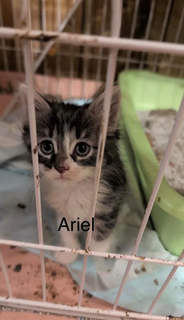Ariel thumbnail 5