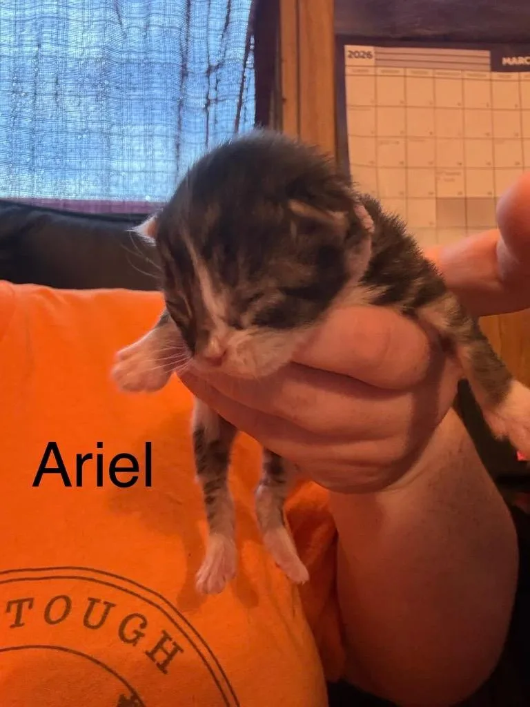 Ariel thumbnail 6