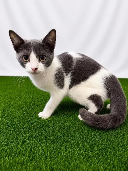 A baby small-sized female Gray / Blue / Silver Domestic Short Hair cat named Ballad for adoption in Covington, LA