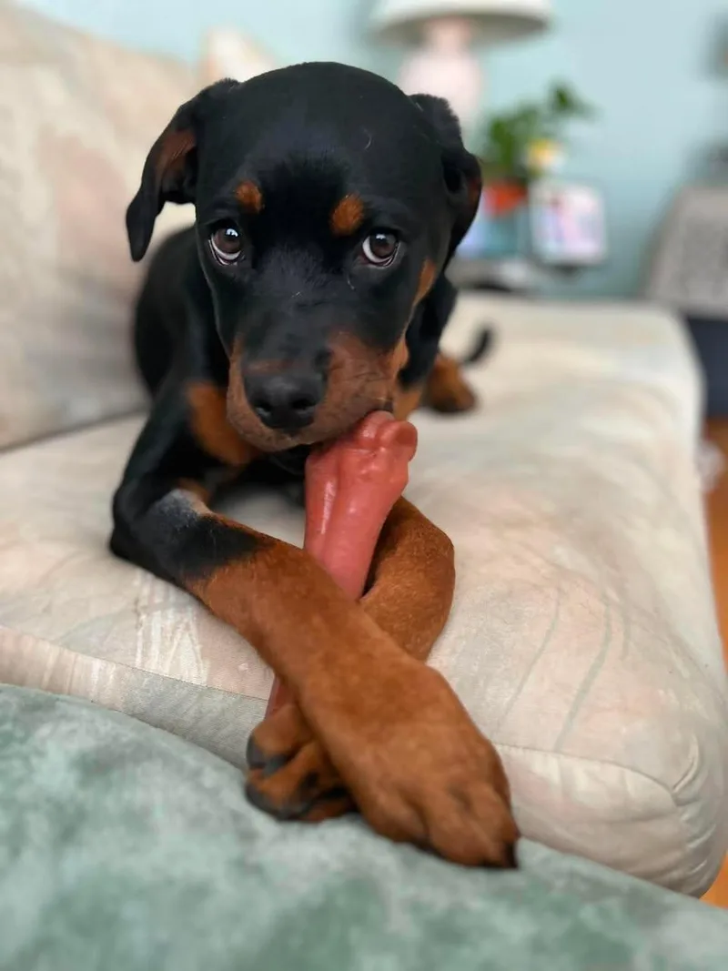 A baby large-sized female Rottweiler dog named Magnolia for adoption in Torrington, CT