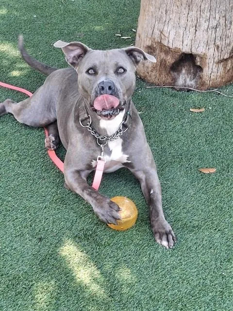 An adult large-sized female Terrier dog named Peach for adoption in Miami, FL