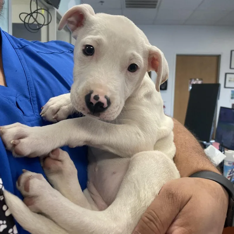 A baby medium-sized female White / Cream Mixed Breed dog named Aria for adoption in Dickinson, TX