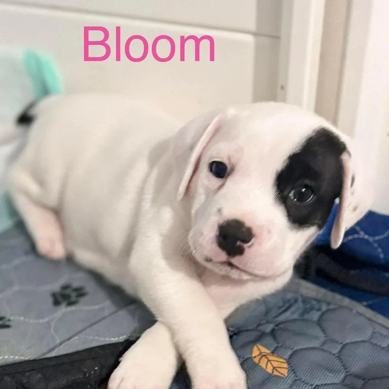 Bloom thumbnail 3