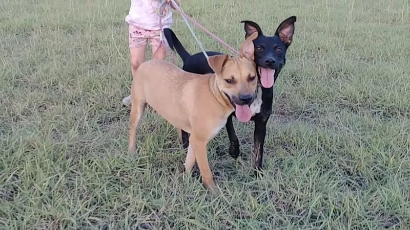 Hazel And Midnight thumbnail 3