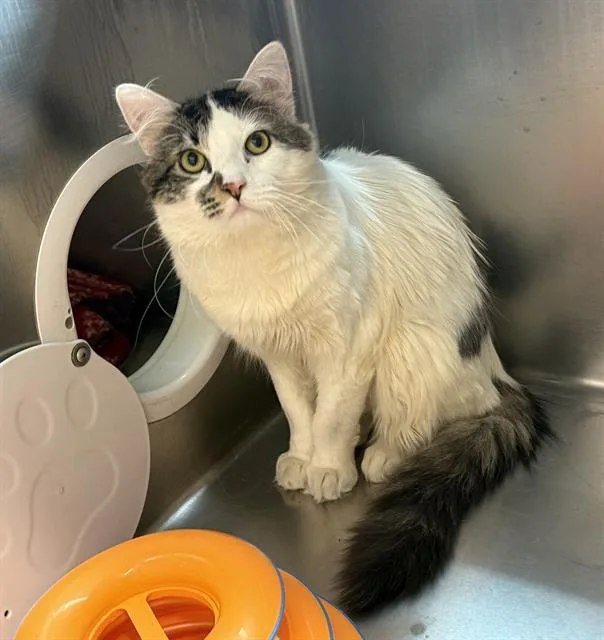 An adult medium-sized male Domestic Medium Hair cat named Bones for adoption in Boston, MA