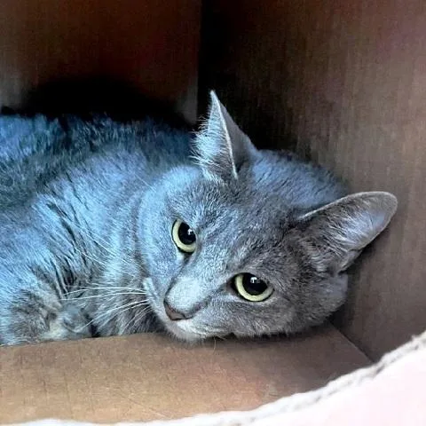 An adult medium-sized female Tabby (Gray / Blue / Silver) Tabby cat named Itsy for adoption in Salt Lake City, UT