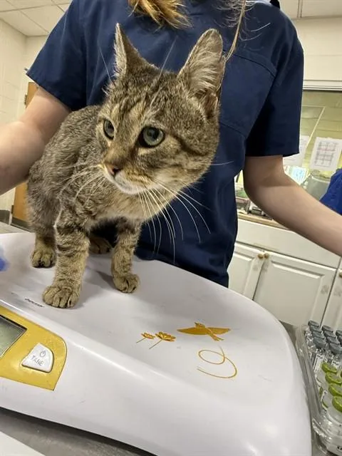 An adult medium-sized male Domestic Short Hair cat named Choji for adoption in Upper Marlboro, MD