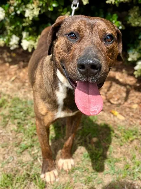 An adult large-sized male Plott Hound dog named Hector for adoption in York, SC