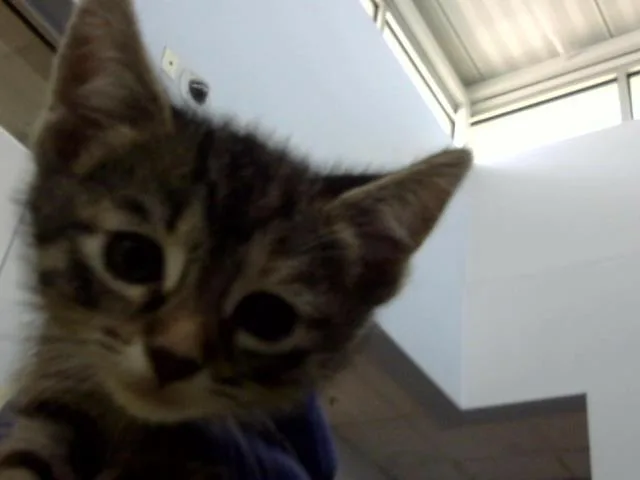 A baby medium-sized female Domestic Short Hair cat named Peru for adoption in Dallas, TX