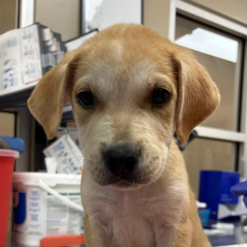A baby small-sized male Apricot / Beige Labrador Retriever dog named Billy Ray for adoption in Birmingham, AL