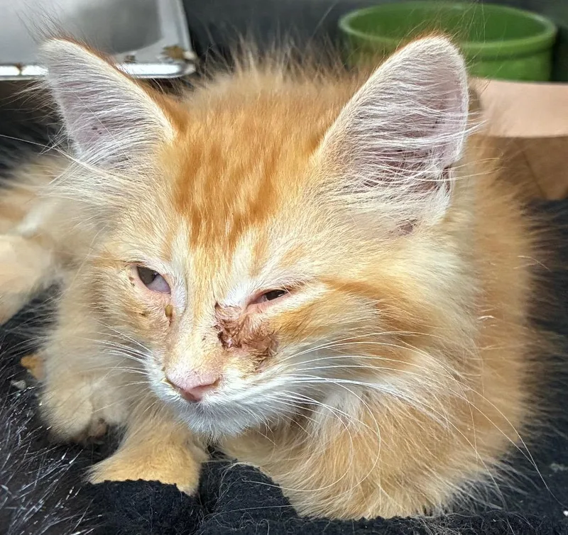 Simba
