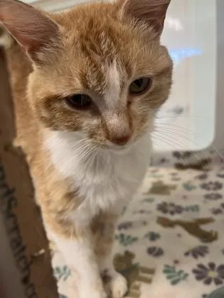 Bobby