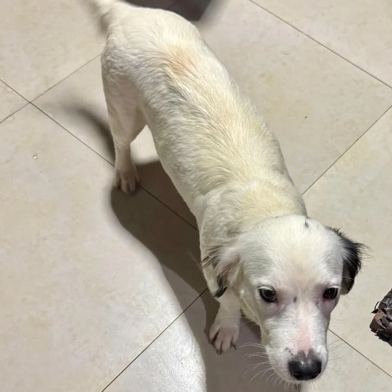 A young medium-sized female White / Cream Spaniel dog named Gem for adoption in Baldwin, MD