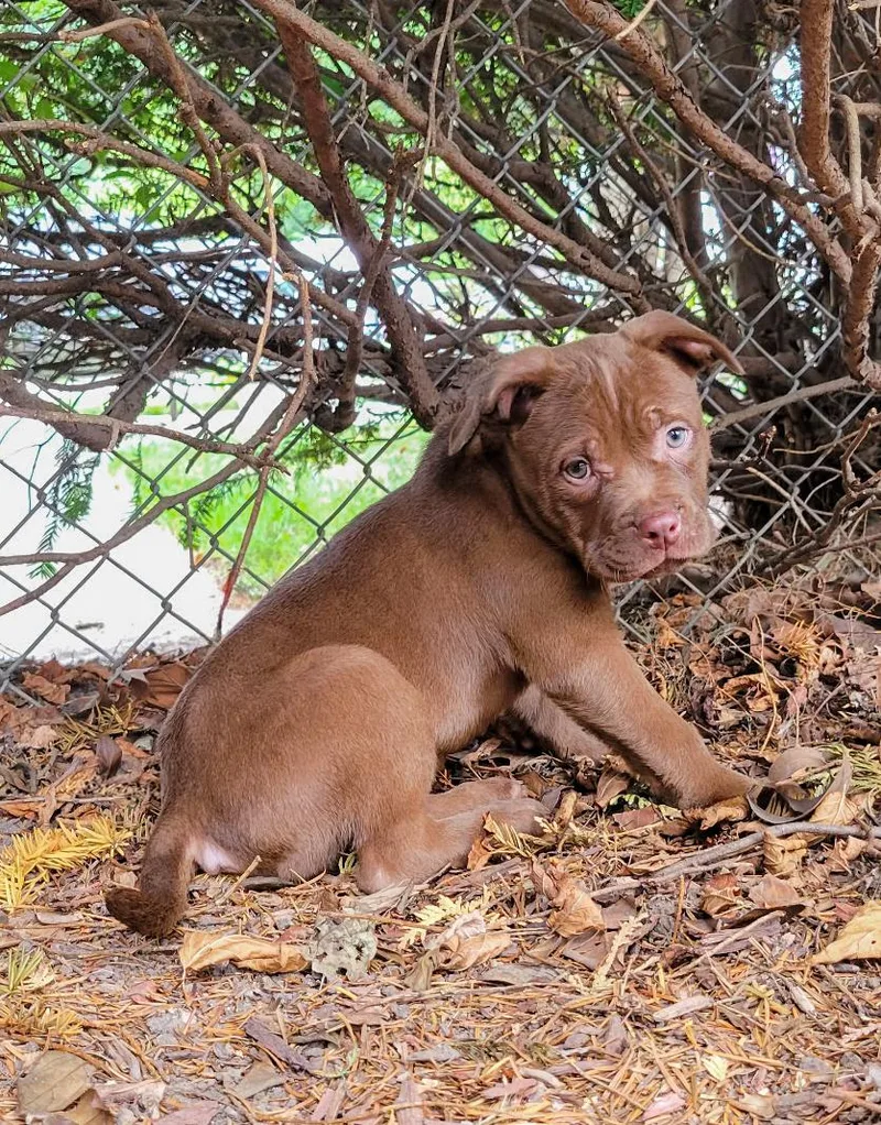 A baby medium-sized female Terrier dog named CRUISE Needs a for adoption in Birmingham, MI