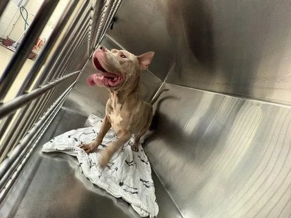 An adult large-sized male Pit Bull Terrier dog named Zachery for adoption in Austin, TX