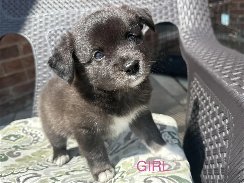 Maisey and her siblings thumbnail 2