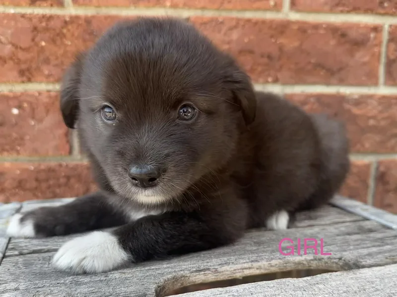 Maisey and her siblings thumbnail 5