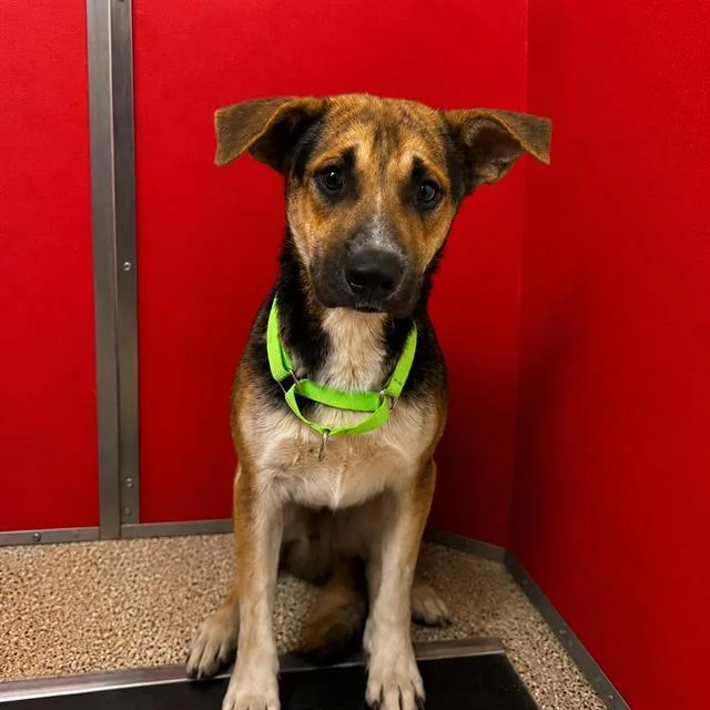 A young medium-sized male German Shepherd Dog dog named Payson for adoption in Tucson, AZ