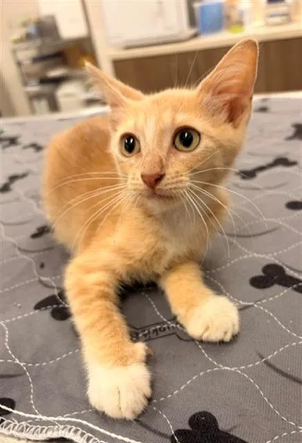 A baby small-sized male Domestic Short Hair cat named Joe for adoption in Baytown, TX
