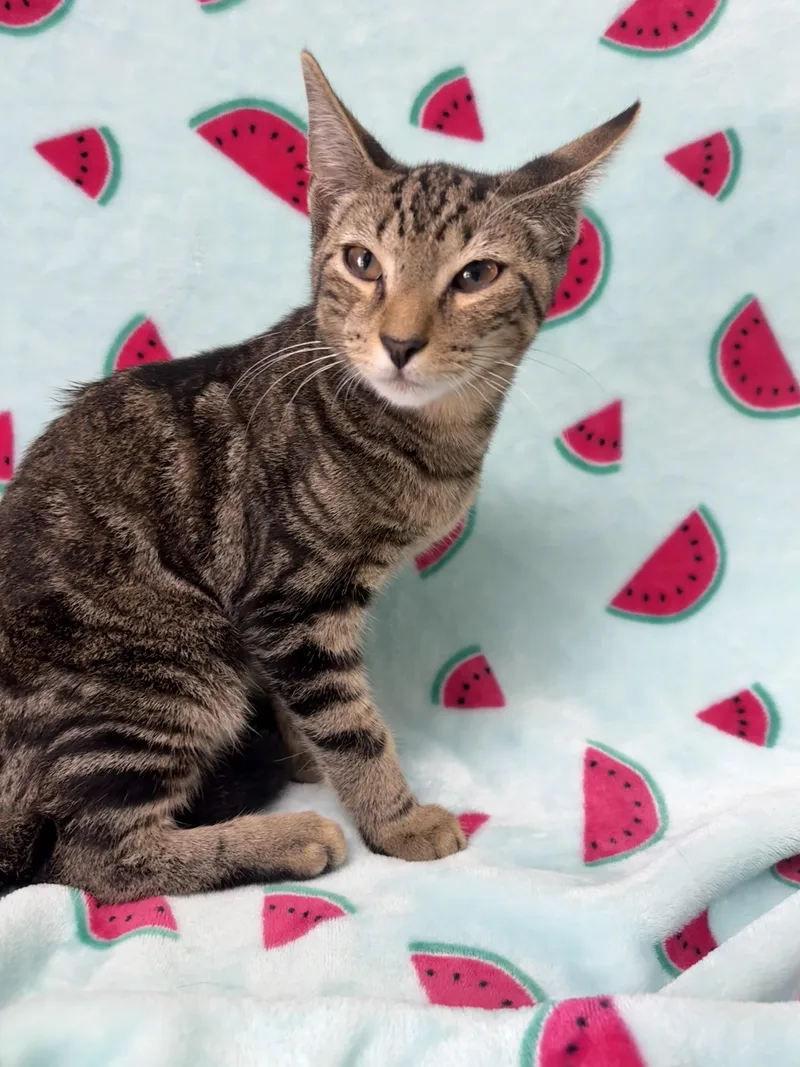 A baby medium-sized male Tabby (Brown / Chocolate) Domestic Short Hair cat named Max for adoption in Valdosta, GA