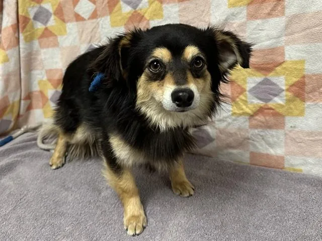A young small-sized male Chihuahua dog named Koo for adoption in Castaic, CA