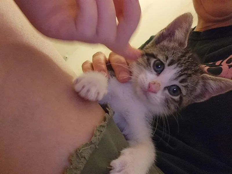 A baby small-sized male Domestic Short Hair cat named Ocean G. for adoption in Peoria, IL