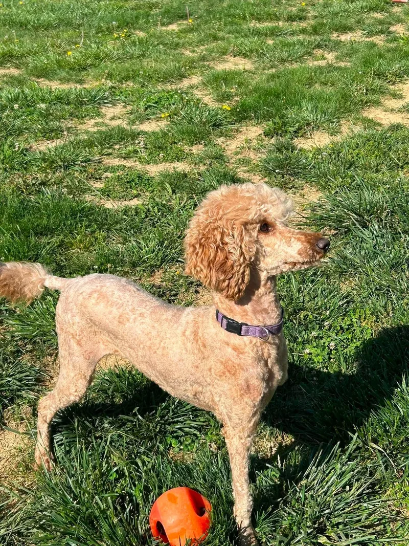 An adult medium-sized female Standard Poodle dog named Allie for adoption in Steeleville, IL