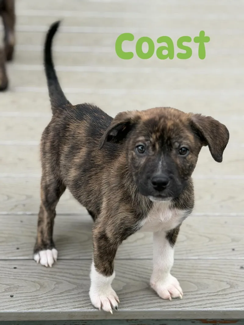 Coast