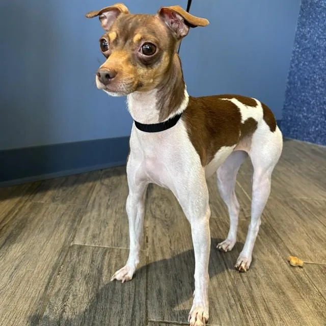 An adult small-sized female Rat Terrier dog named Elsie for adoption in St. Louis, MO